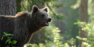 Investment Trust Insider: JPM Russian Securities - a rocky but rewarding ride