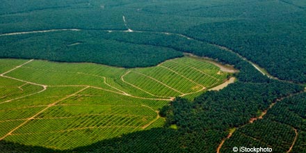 David Kempton: neglected palm oil companies get my cash