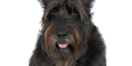 Pensions are still top dog (for basic rate tax payers)