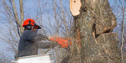 Timber! Phaunos fund axes dividend for two years