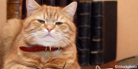 Circassia Pharma keeps Woodford purring