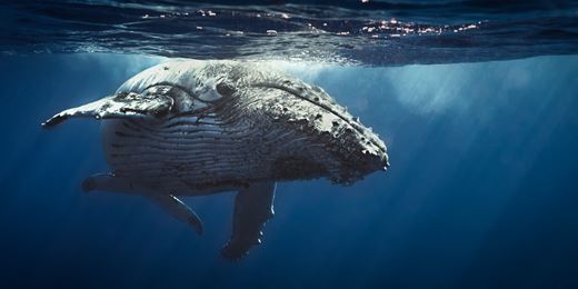 Ex-JPMorgan trader fined £800k over 'London Whale' scandal